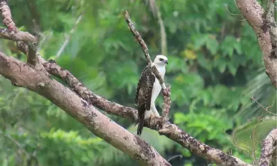 Conservation Efforts Intensify for Endangered South Philippine Hawk-Eagle in Leyte