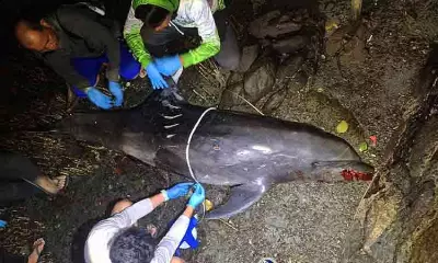 DENR-Davao Urges Public to Report Marine Wildlife Strandings After Dolphin Death