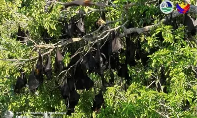 Massive Fruit Bat Colony of 160,000 Found in Cotabato, a Biodiversity Win