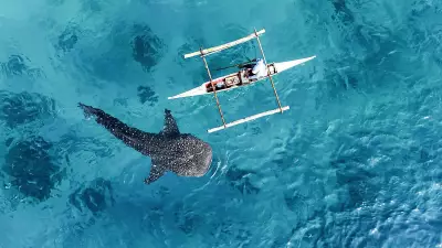 Oslob Whale Shark Tours Continue Despite Intermittent Sightings