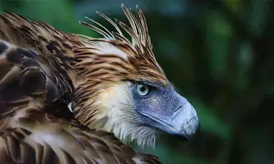 Philippine Eagles Face Genetic Crisis, Low Diversity Threatens Survival