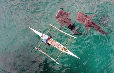 Whale Shark Tours Resume in Oslob But Operations Depend on Daily Sightings