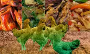 Bisayang Manok: The Flavorful Native Chicken of Cebu That Defies Fast Food