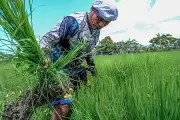Camp Asia to Launch Phase 2 of Korean-Funded Mindanao Agriculture Project