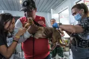 Cebu City Council Pushes Stricter Pet Ownership Rules Amid Rabies Crisis