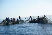Cebu Fishery Production Rises by 8.33% in 2025, Reaching 36,586 Metric Tons