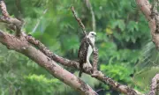 Conservation Efforts Intensify for Endangered South Philippine Hawk-Eagle in Leyte