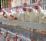 DAR Turns Over P300K Egg-Laying Livelihood Project in Zamboanga del Sur