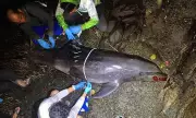 DENR-Davao Urges Public to Report Marine Wildlife Strandings After Dolphin Death