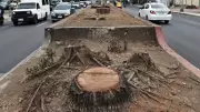 DENR Suspends Tree Cutting Along Quirino Highway in Manila