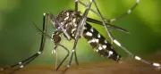 DOH 7 Reports 80% Rise in Dengue Deaths in Central Visayas