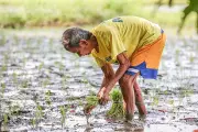 Drought Affects 663 Farmers in 19 Cebu City Barangays