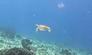 Dugong and Green Sea Turtle Spotted in Pujada Bay, Davao