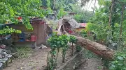 Falling Tree Hits Cebu Home, Injures 19-Year-Old Woman