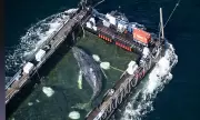 Humpback Whale Timmy Found Dead Off Denmark After Rescue Attempt