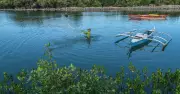 Mangroves Thrive Beside Former Landfill in Cebu City's South Road Properties