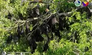 Massive Fruit Bat Colony of 160,000 Found in Cotabato, a Biodiversity Win