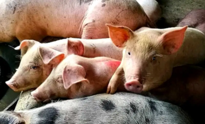 DA defends pork import increase amid ASF, inflation risks