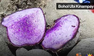 Bohol Seeks GI Protection for Ubi Kinampay to Boost Farmers' Market Value