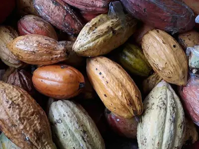 Cacao farming to aid 500+ former rebels in Davao Region reintegration