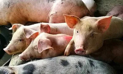 DA defends pork import increase amid ASF, inflation risks