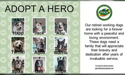 PDEA Seeks Adoptive Families for Nine Retired Narcotic Detection Dogs