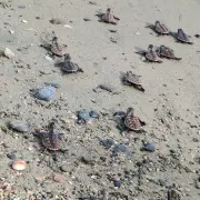111 Critically Endangered Hawksbill Turtles Released in Zamboanga del Norte