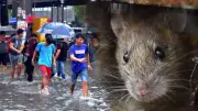 9 die from leptospirosis in Quezon City from Jan to June 2026