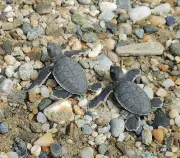 94 Green Sea Turtle Hatchlings Released in Zamboanga del Norte