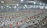 Asturias Mayor Imposes 'No Chick-In' Order on Poultry Farm Over Fly Infestation