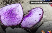 Bohol Seeks GI Protection for Prized Ubi Kinampay Yam