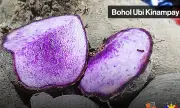Bohol Seeks GI Protection for Ubi Kinampay to Boost Farmers' Market Value
