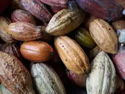 Cacao farming to aid 500+ former rebels in Davao Region reintegration