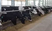 Carmen's Best Promotes Local Fresh Milk on World Milk Day in Dairy-Dominated Market