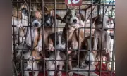 Cebu City DVMF reports P2.13M revenue, pet adoptions surge 1,500%