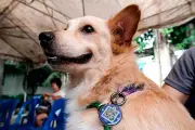 Cebu City Records First Human Rabies Death of 2026 Amid Vaccine Shortage