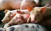 DA defends pork import increase amid ASF, inflation risks