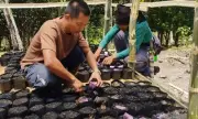 DA Warns Against Unauthorized Sale of Imported Ube in Philippines