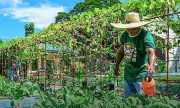 Davao City promotes organic urban gardening to cut food costs
