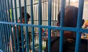Davao del Norte police arrest mastermind, 3 others in gold panner killing