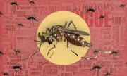 DOH Reports 56% Drop in Dengue Cases in Philippines for 2026