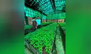Iloilo City Receives 40,000 Native Tree Seedlings for Urban Greening