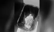 Infant Found Dead in Trash Bin at Carbon Market Restroom