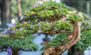 Japan Consulate Hosts Free Bonsai Workshop in Davao for 70th Anniversary