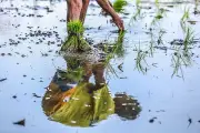 Landbank-NIA pact to boost credit access for farmers in irrigated areas
