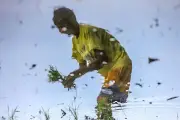 NIA 7 turns over P66-M irrigation systems to Cebu farmers
