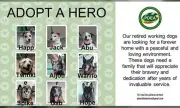 PDEA Seeks Adoptive Families for Nine Retired Narcotic Detection Dogs