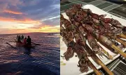 Pintuyan's Pygmy Squid Fishing: A Sustainable Livelihood