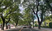 Urban Tree Inventory Planned for MacArthur Highway in San Fernando