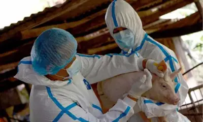 Animal Vaccine Development Program launched to boost PH livestock resilience